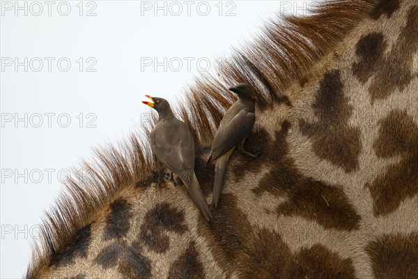 Red-billed oxpecker