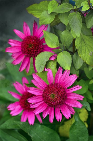 Purple cone flower