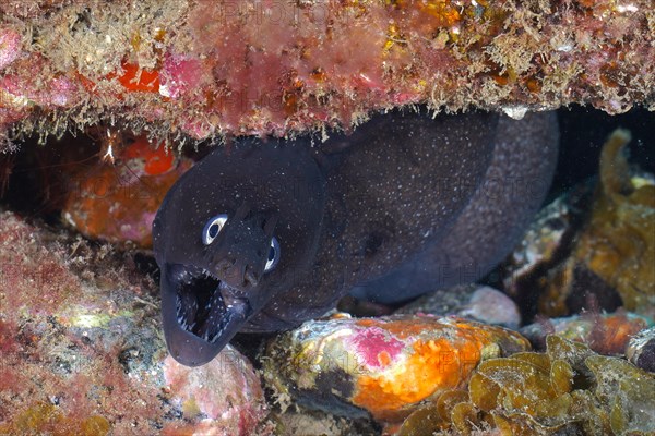 Black moray eel