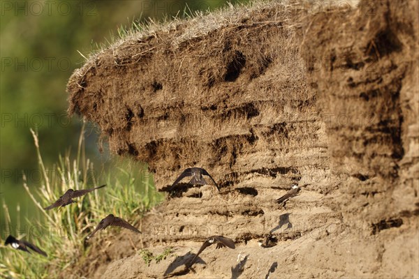 Sand martin