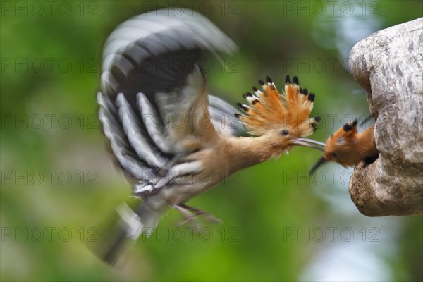 Hoopoe