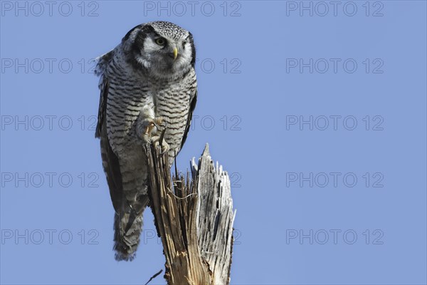 Northern hawk owl