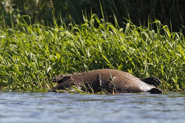 Beaver