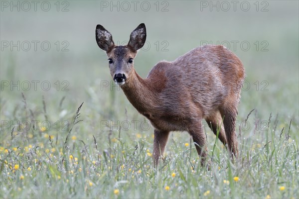 Roe deer