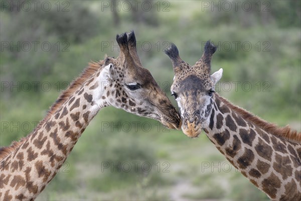 Masai giraffe