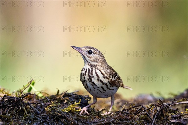 Tree Pipit