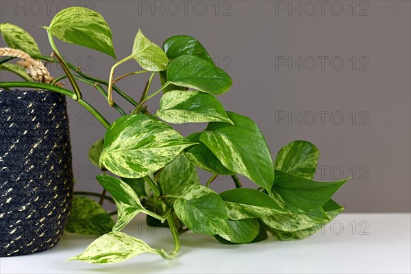 Tropical 'Epipremnum Aureum Marble Queen' pothos houseplant with white variegation in flower pot