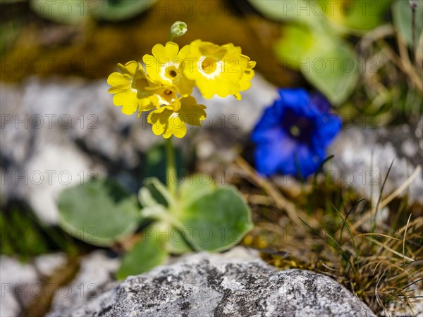 Alpine auricula