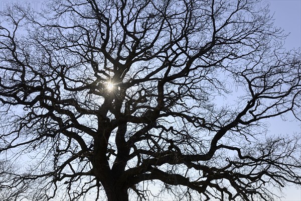 Tree crown