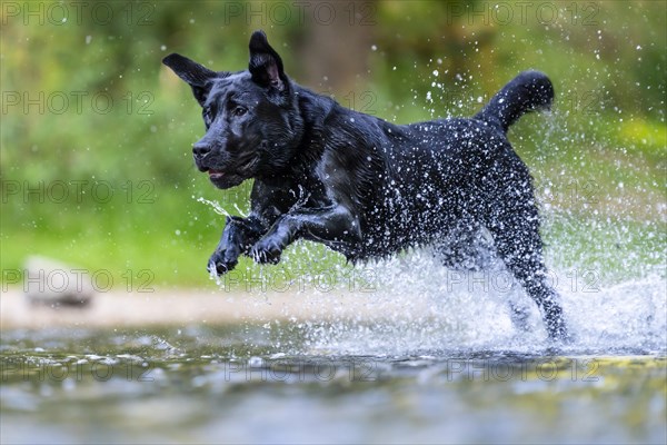 Labrador dog running through river Rems