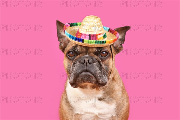 French Bulldog dog wearing sombrero sun hat on pink background with copy space