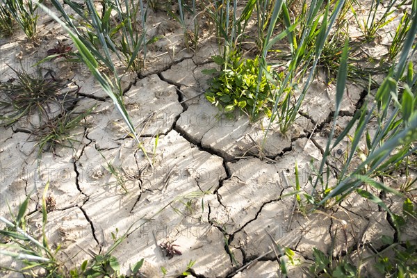 Soil of a wheat field with cracks and furrows after prolonged drought in Duesseldorf