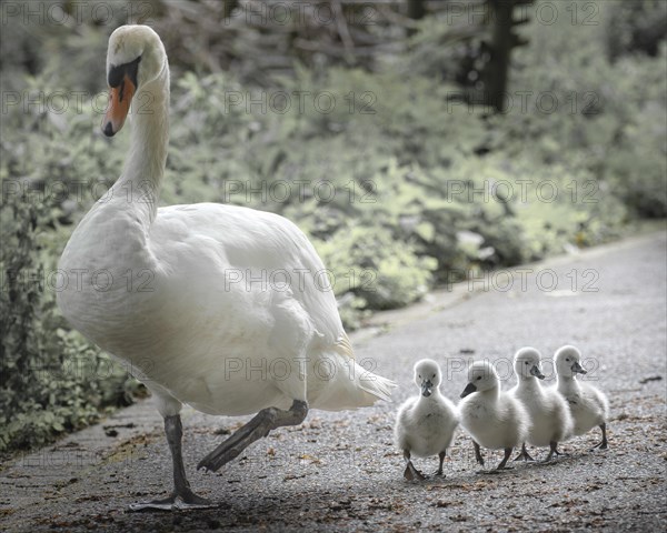 Mute Swan