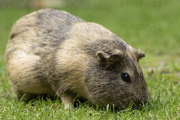 Domestic guinea pig