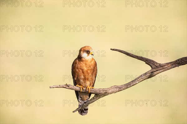 Red-footed Falcon