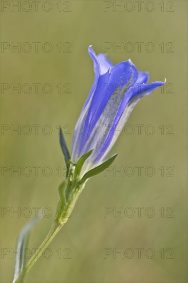 Marsh gentian