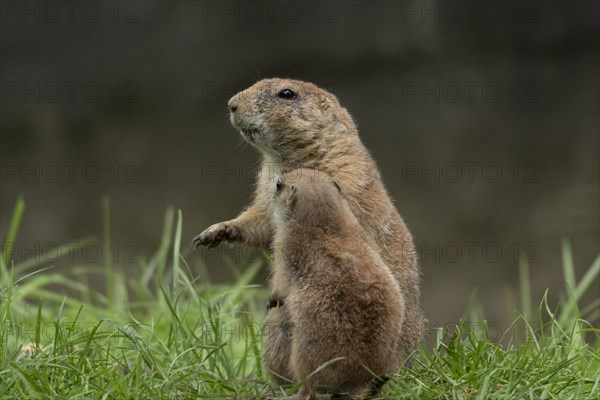 Black-tailed prairie dogs