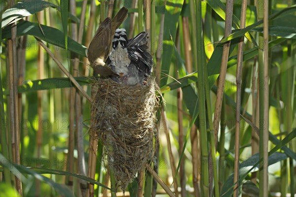 Common cuckoo