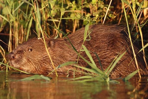 Beaver