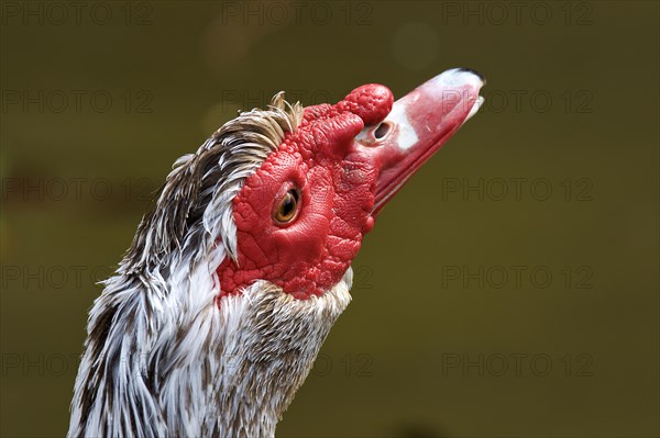 Muscovy duck