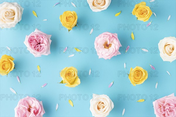 Top view blooming roses