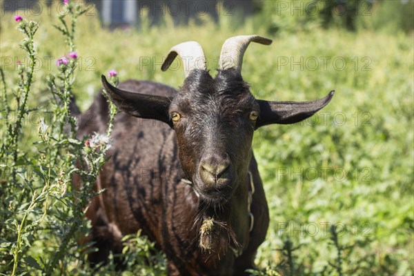 Black goat nature countryside