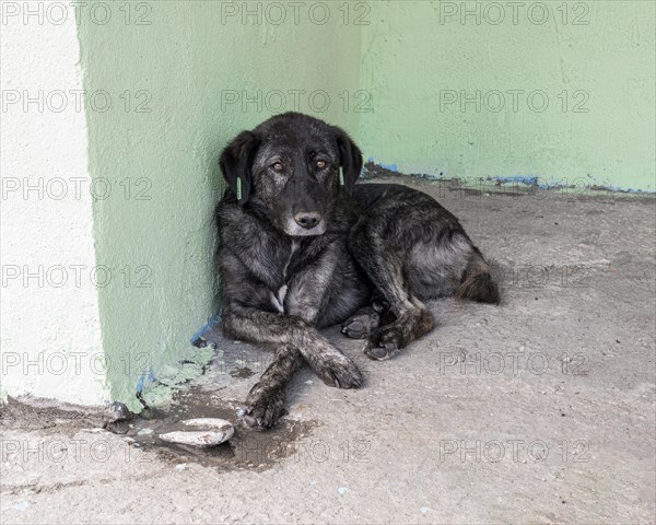 Sad dog waiting shelter be adopted by someone