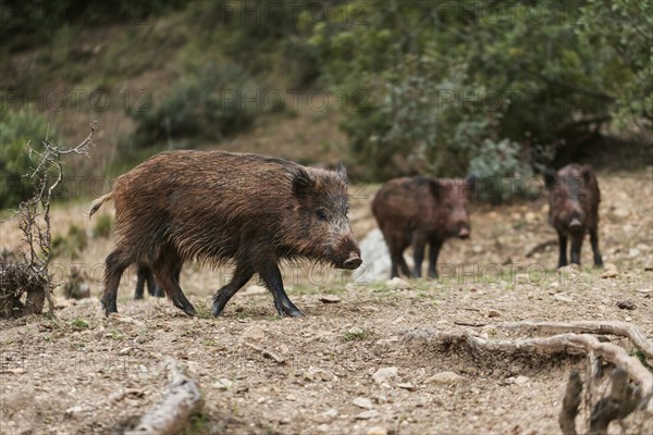 Wild boars nature