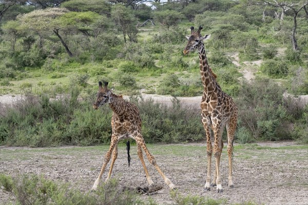 Masai giraffe