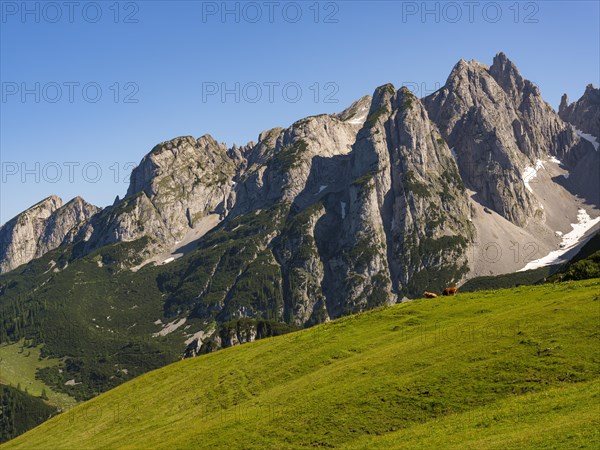 Alpine meadow in front of the peaks of the Gosaukamm