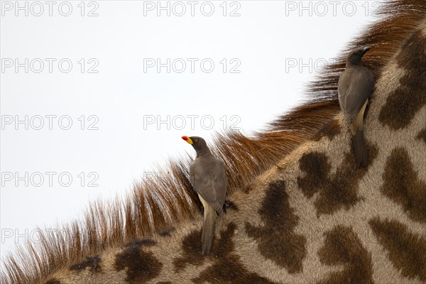 Red-billed oxpecker