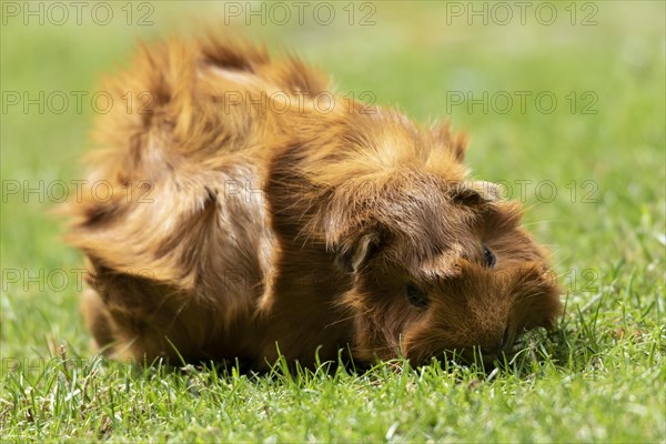 Domestic guinea pig