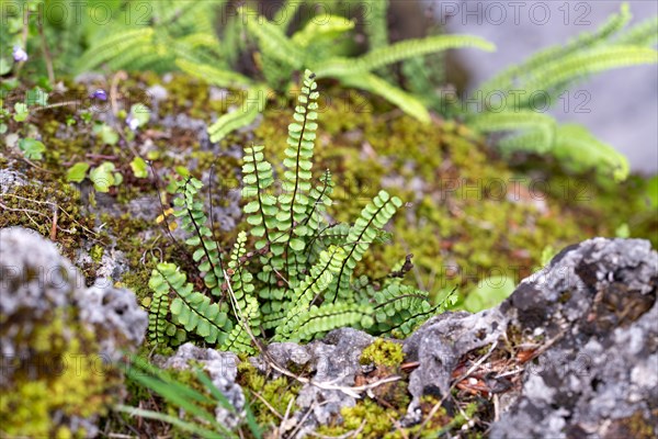 Brown-stemmed striped fern