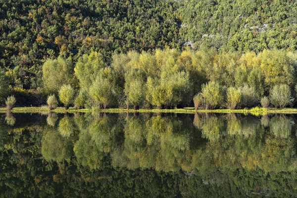 Forest on the river Crnojevic near Rijeka Crnojevica