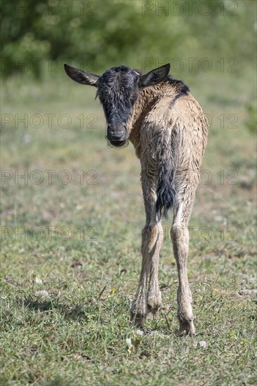 Wildebeest