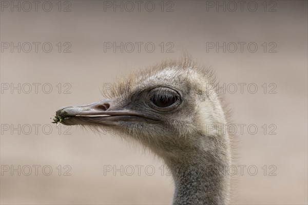 South African ostrich