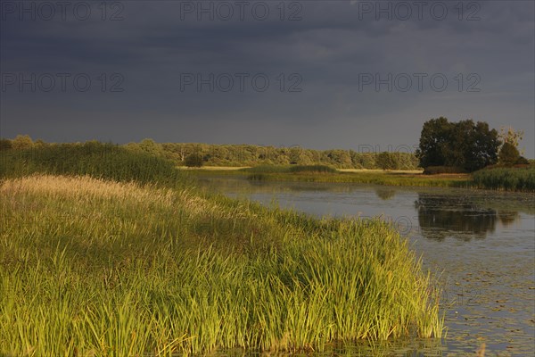 Evening mood in the floodplain forest