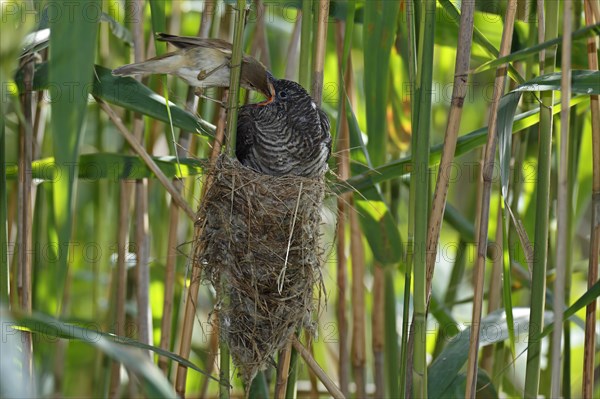 Common cuckoo