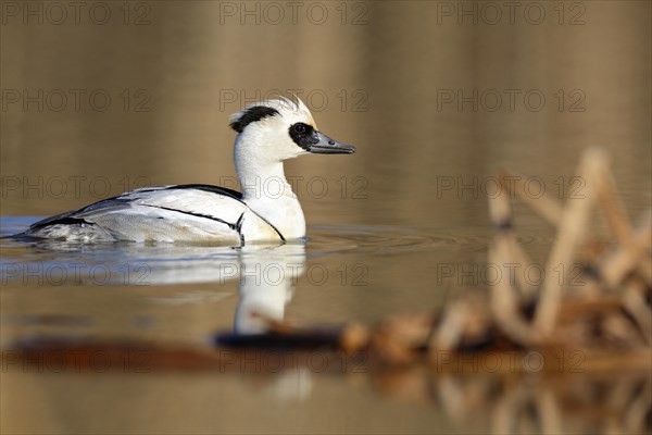 Smew