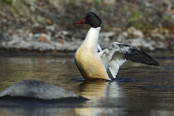 Common merganser