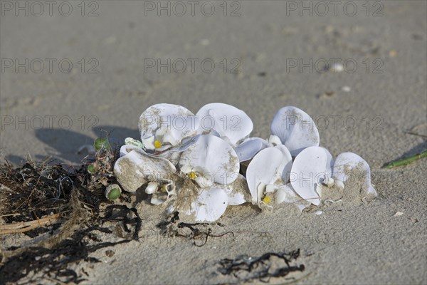 Marine litter washed up on the beach