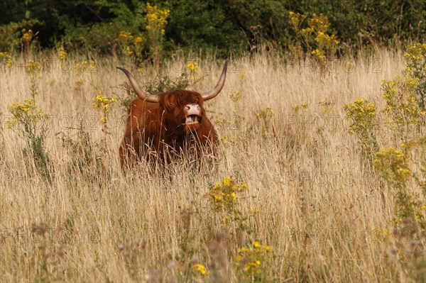 Galloway Highland cattle on pasture