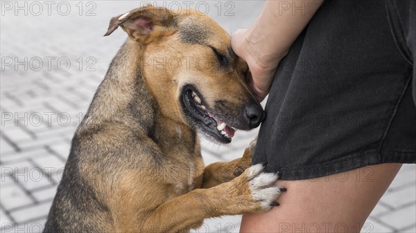 Adorable dog shelter showing affection