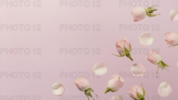 Flat lay pink spring roses with