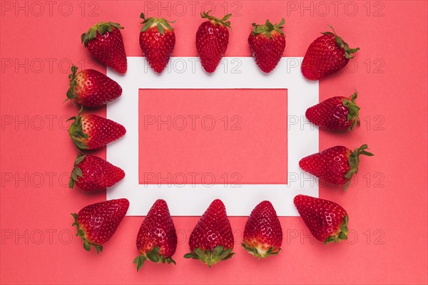 Ripe juicy strawberries lined up white frame pink background