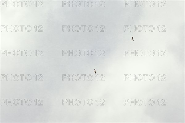 White clouds with birds sky