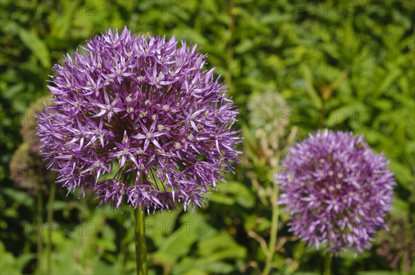 Ornamental leek