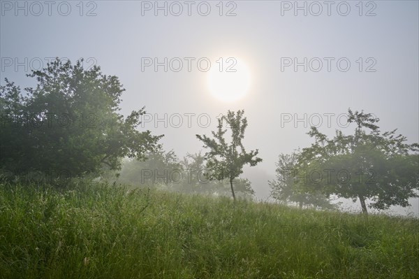 Meadow landscape