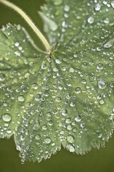 Lady's mantle