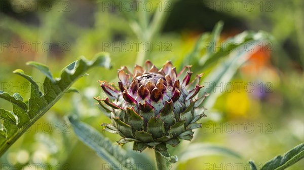 Flowering artichokes in a garden